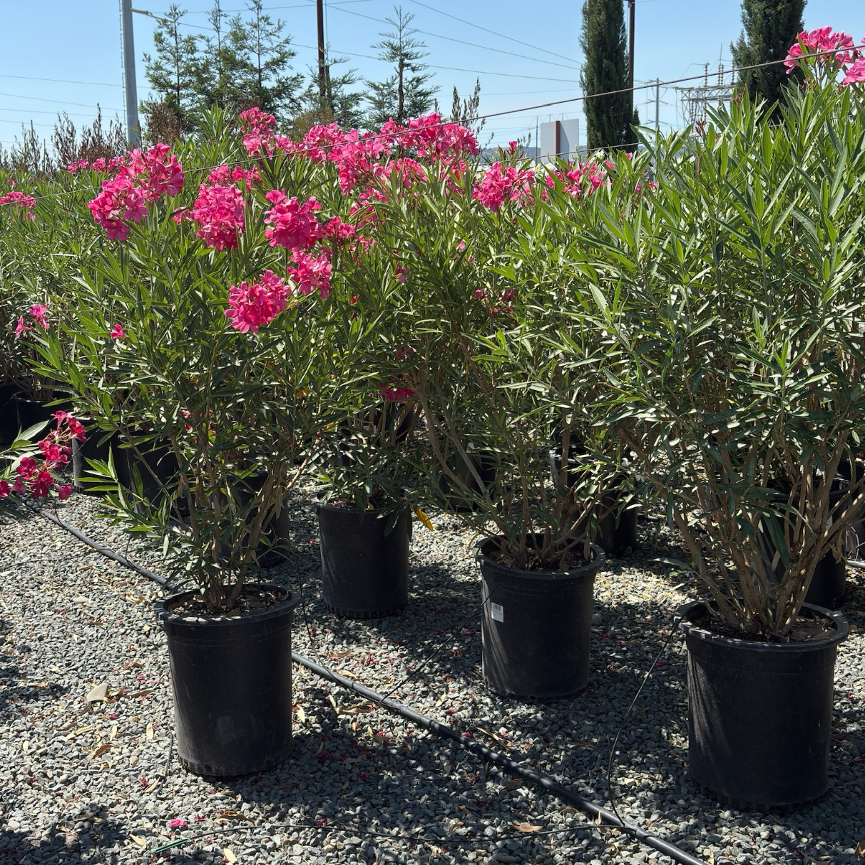 Cherry Ripe Oleander