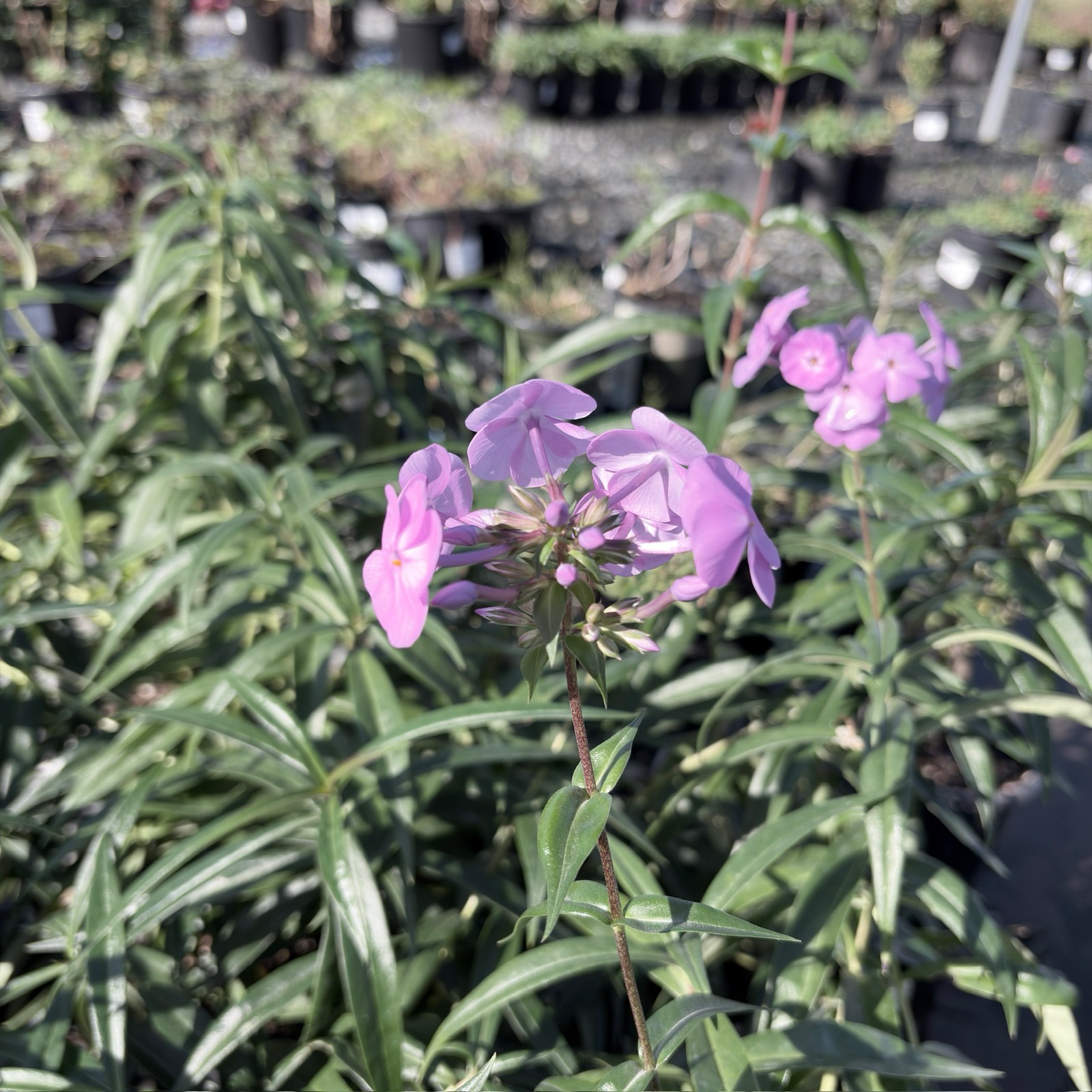 Fashionably Early Flamingo Phlox