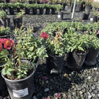 Little Miss Gina Peruvian Lily