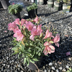 Little Miss Lucy Peruvian Lily