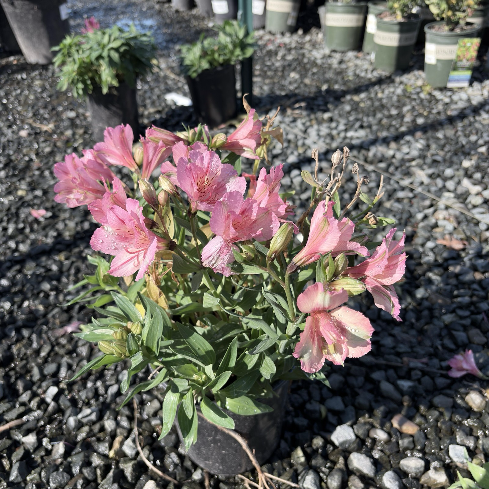 Little Miss Lucy Peruvian Lily