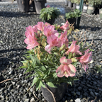 Little Miss Lucy Peruvian Lily