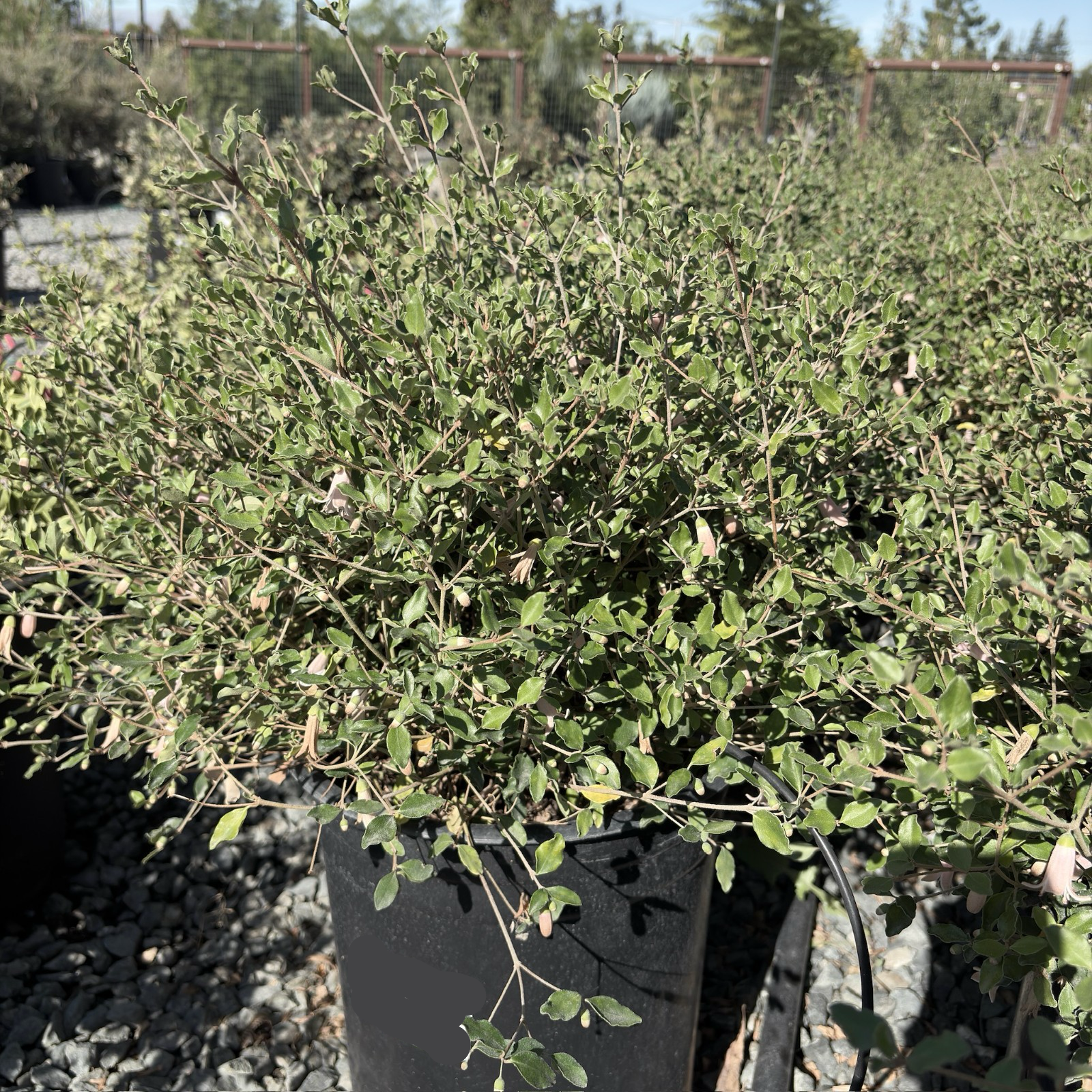 Pink Australian Fuchsia