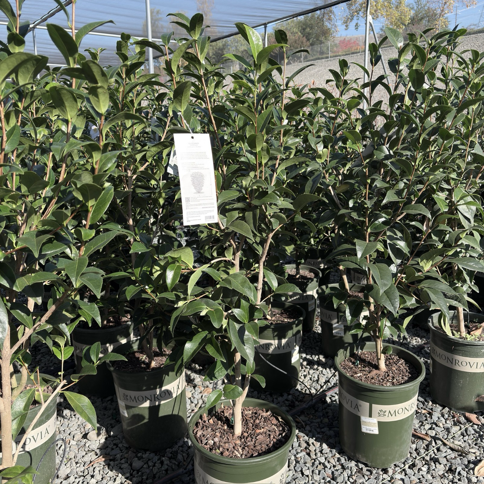 Silver Waves Camellia