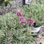 Fruity Germander