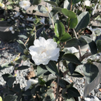 White Doves Camellia