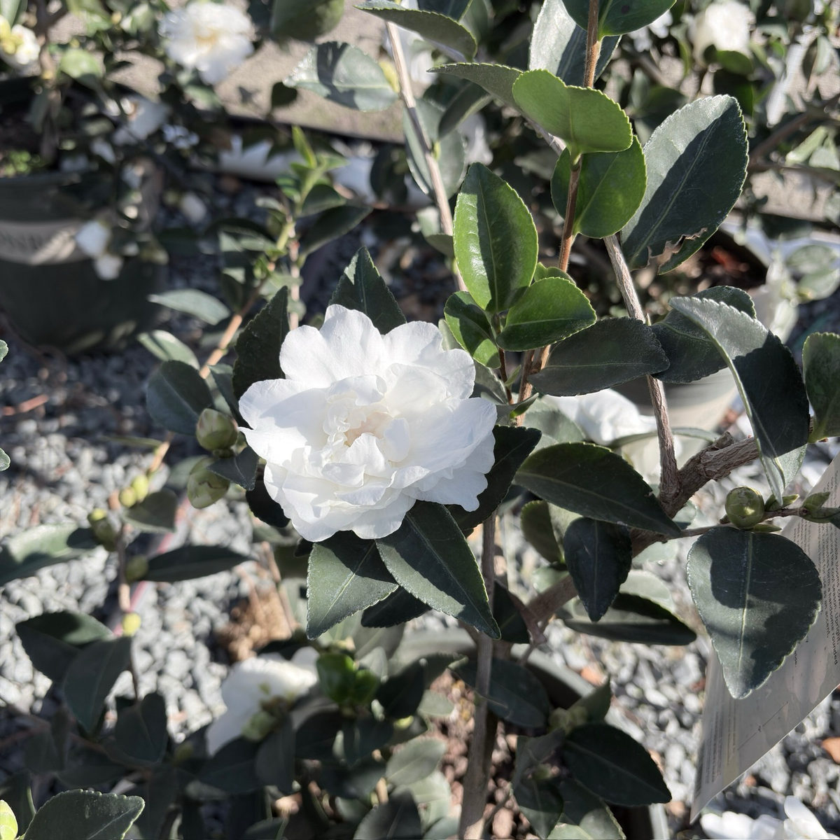 White Doves Camellia