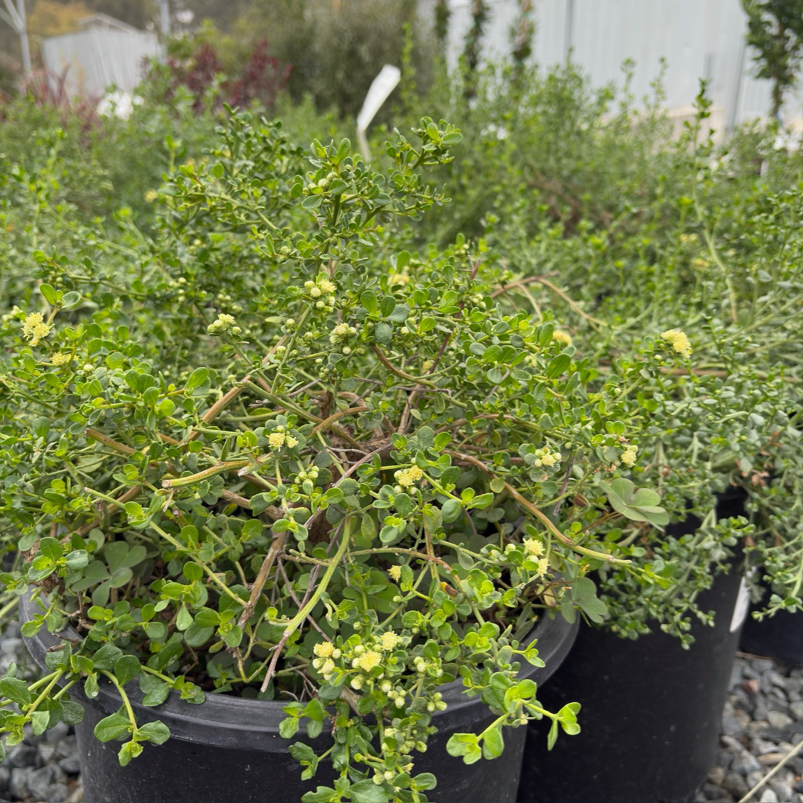 Pigeon Point Dwarf Coyote Brush