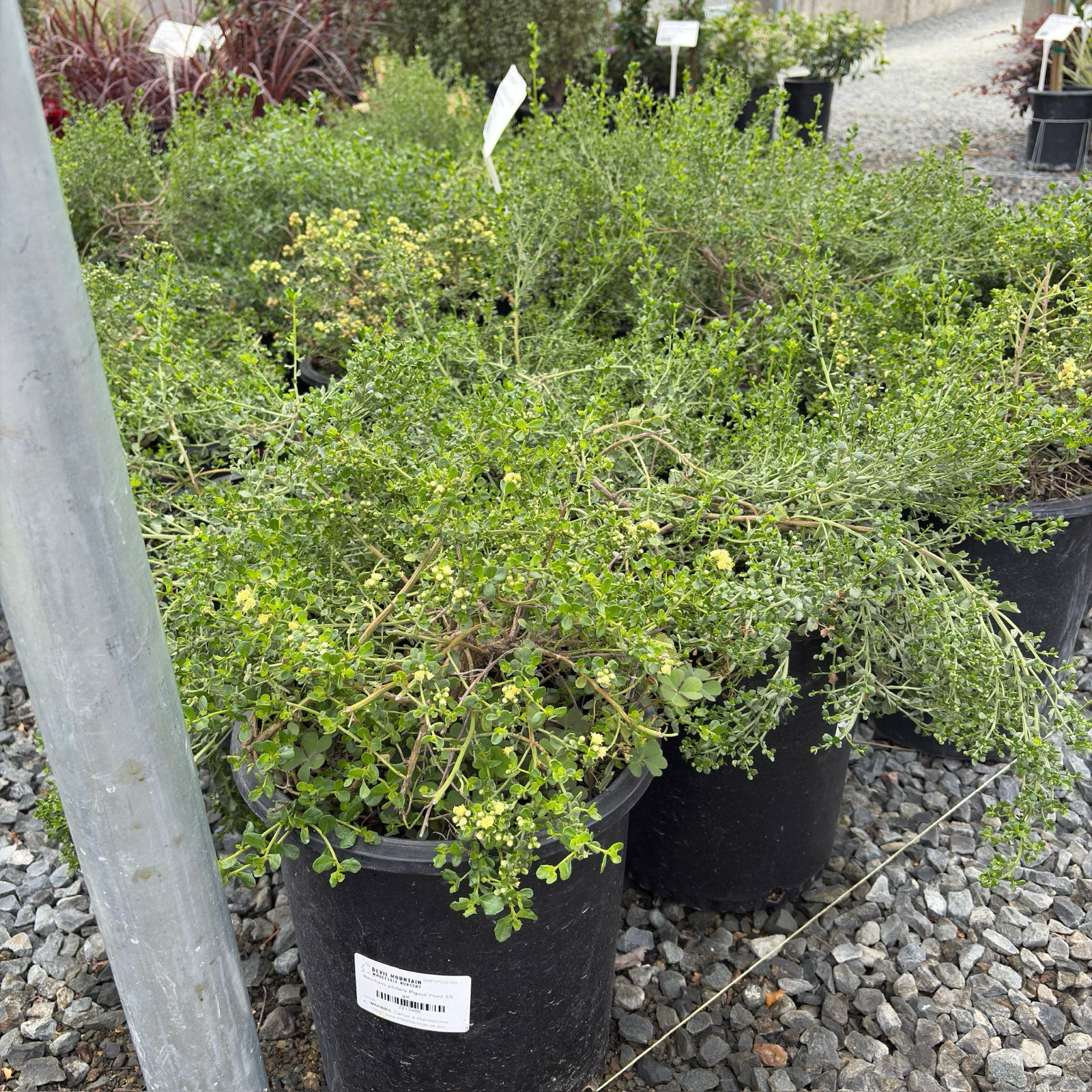 Pigeon Point Dwarf Coyote Brush