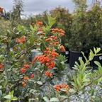 Lowboy Pyracantha