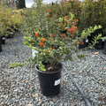 Lowboy Pyracantha