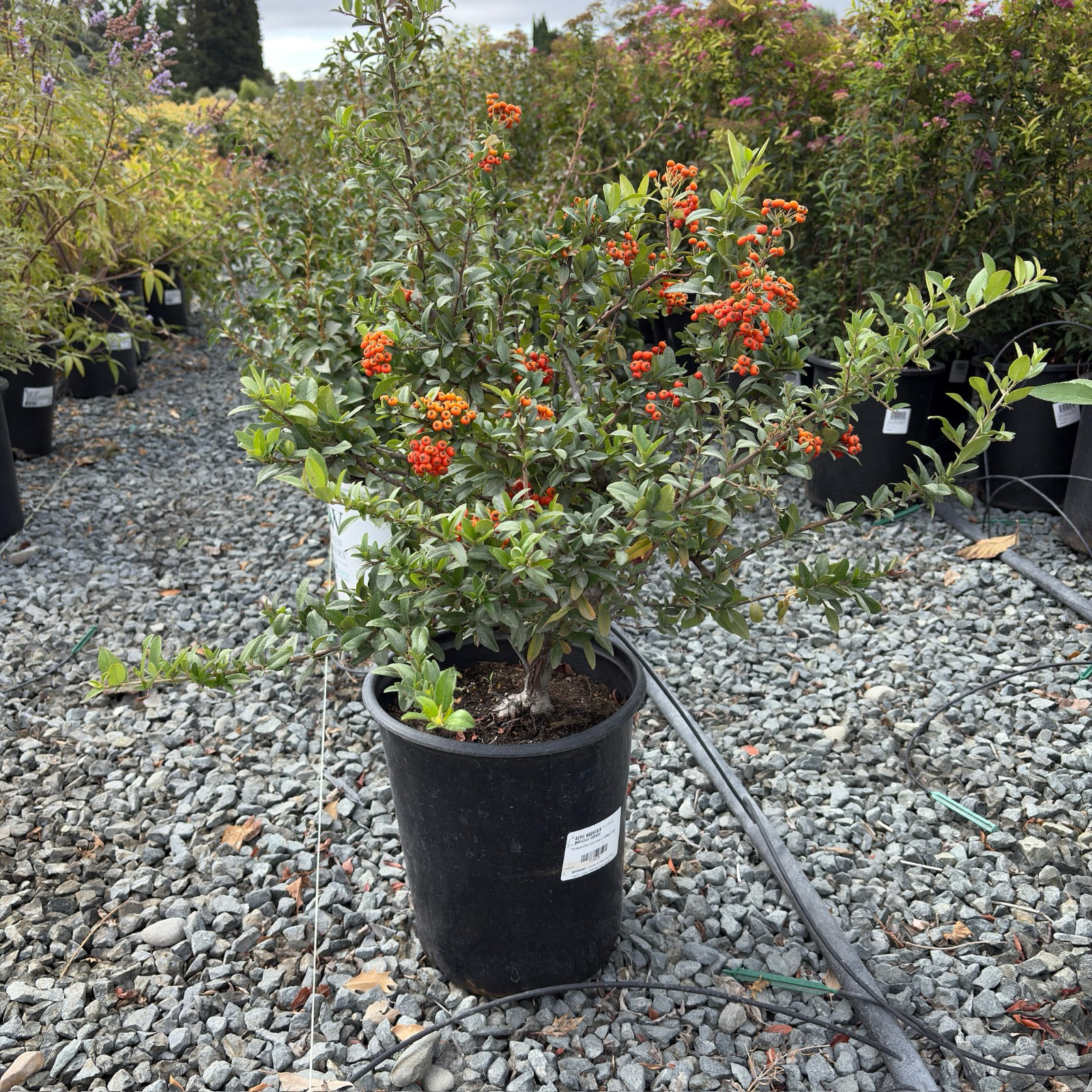 Lowboy Pyracantha