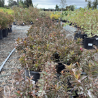 Minuet Weigela