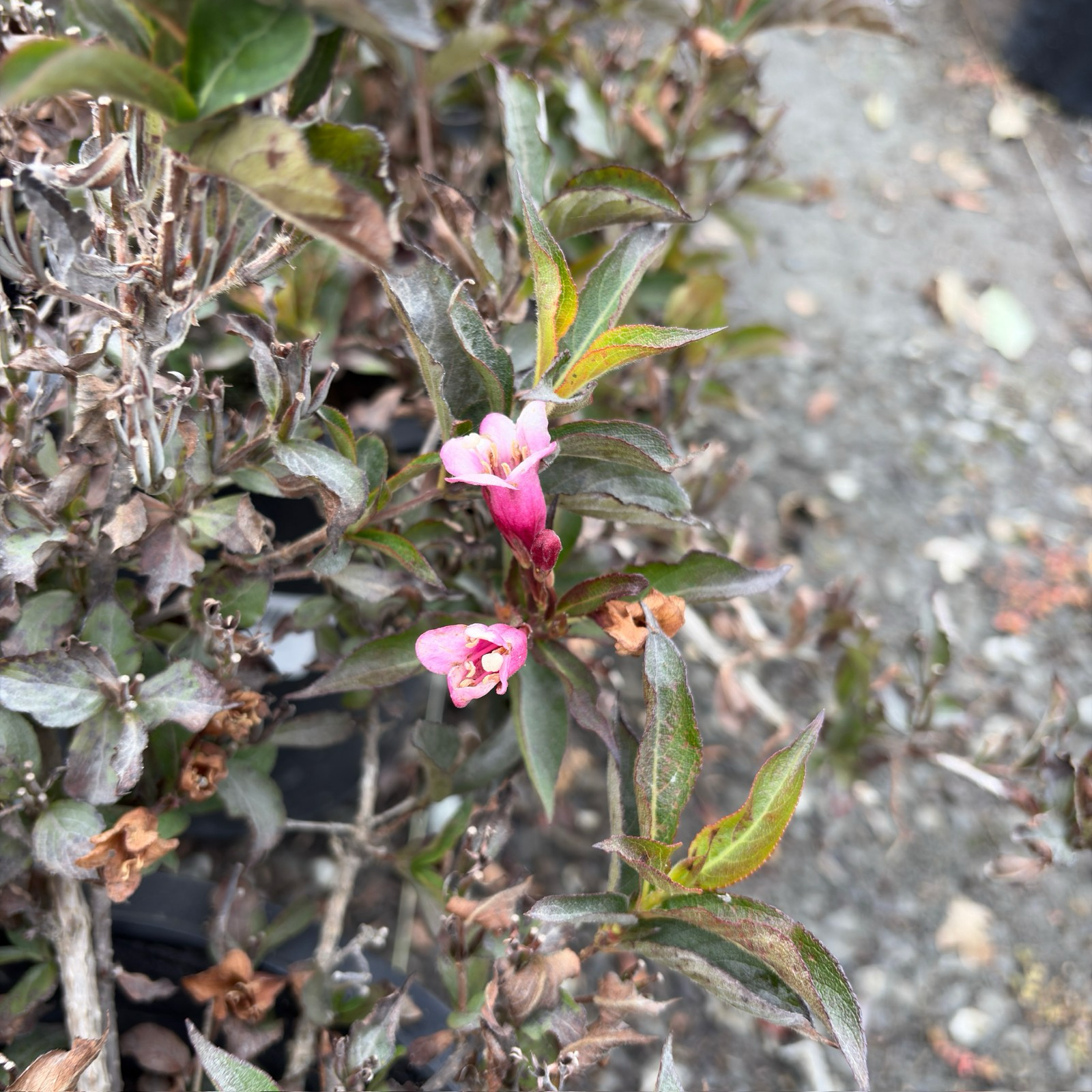 Minuet Weigela