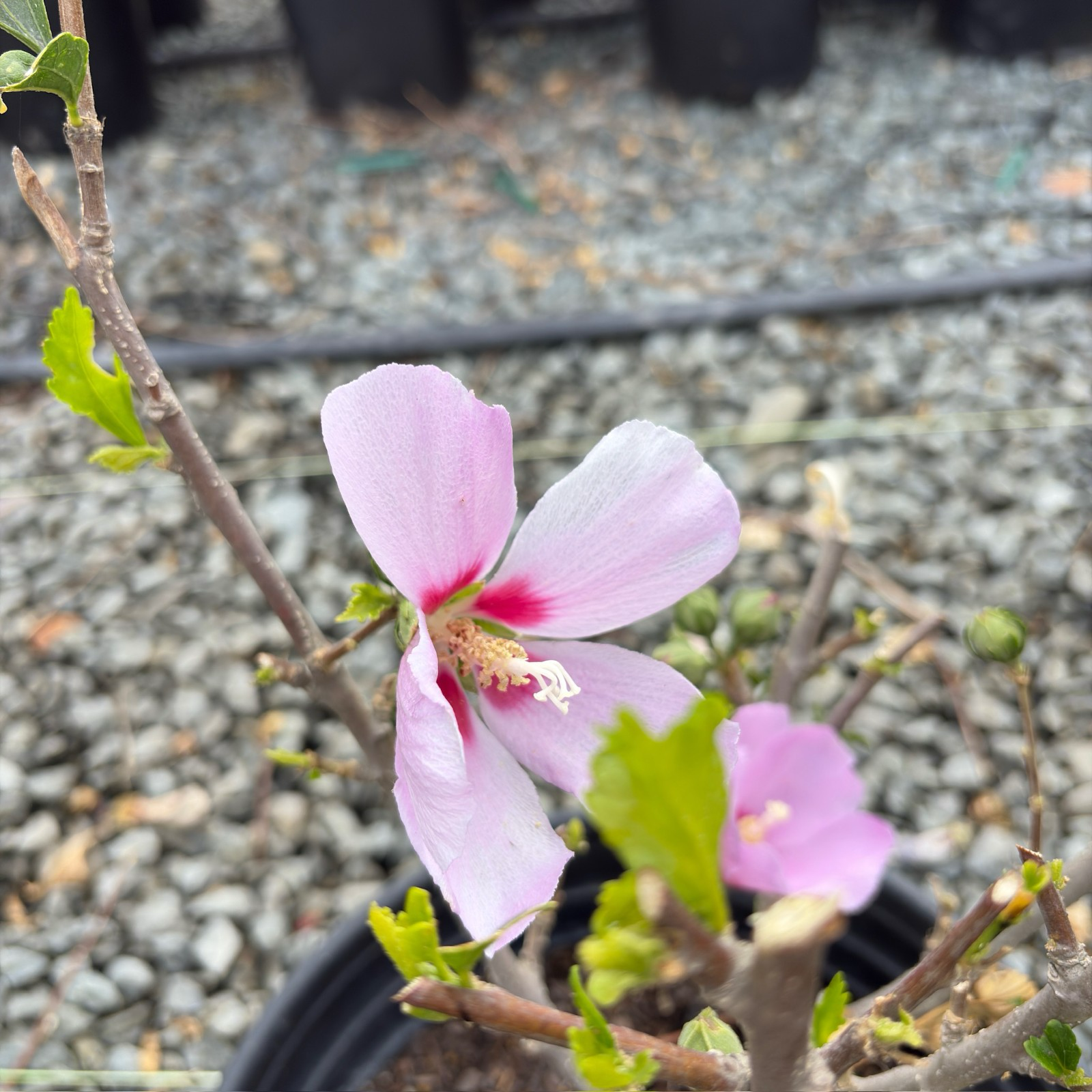 Aphrodite Hibiscus Rose of Sharon