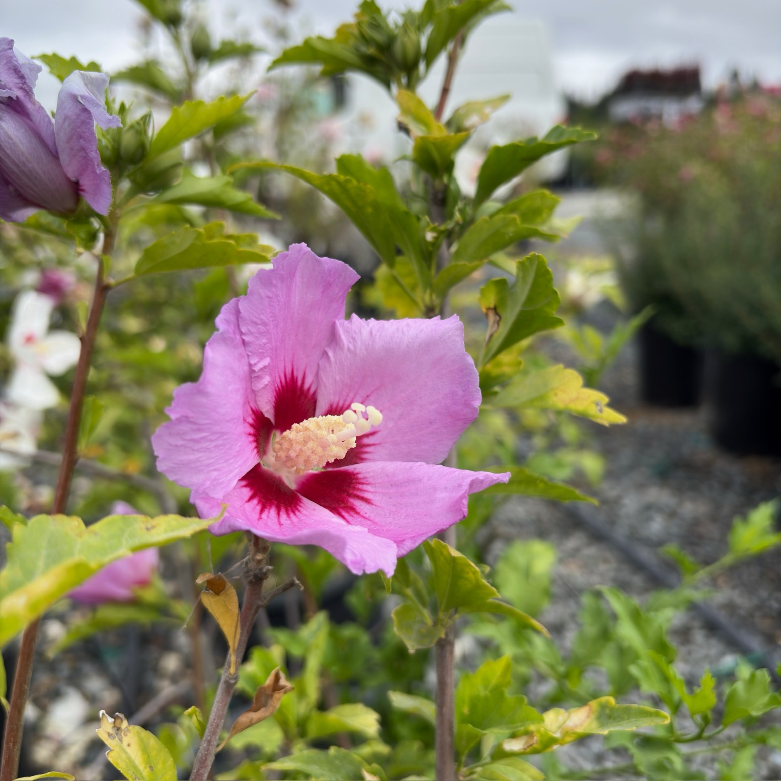 Aphrodite Hibiscus Rose of Sharon