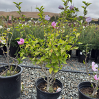 Aphrodite Hibiscus Rose of Sharon
