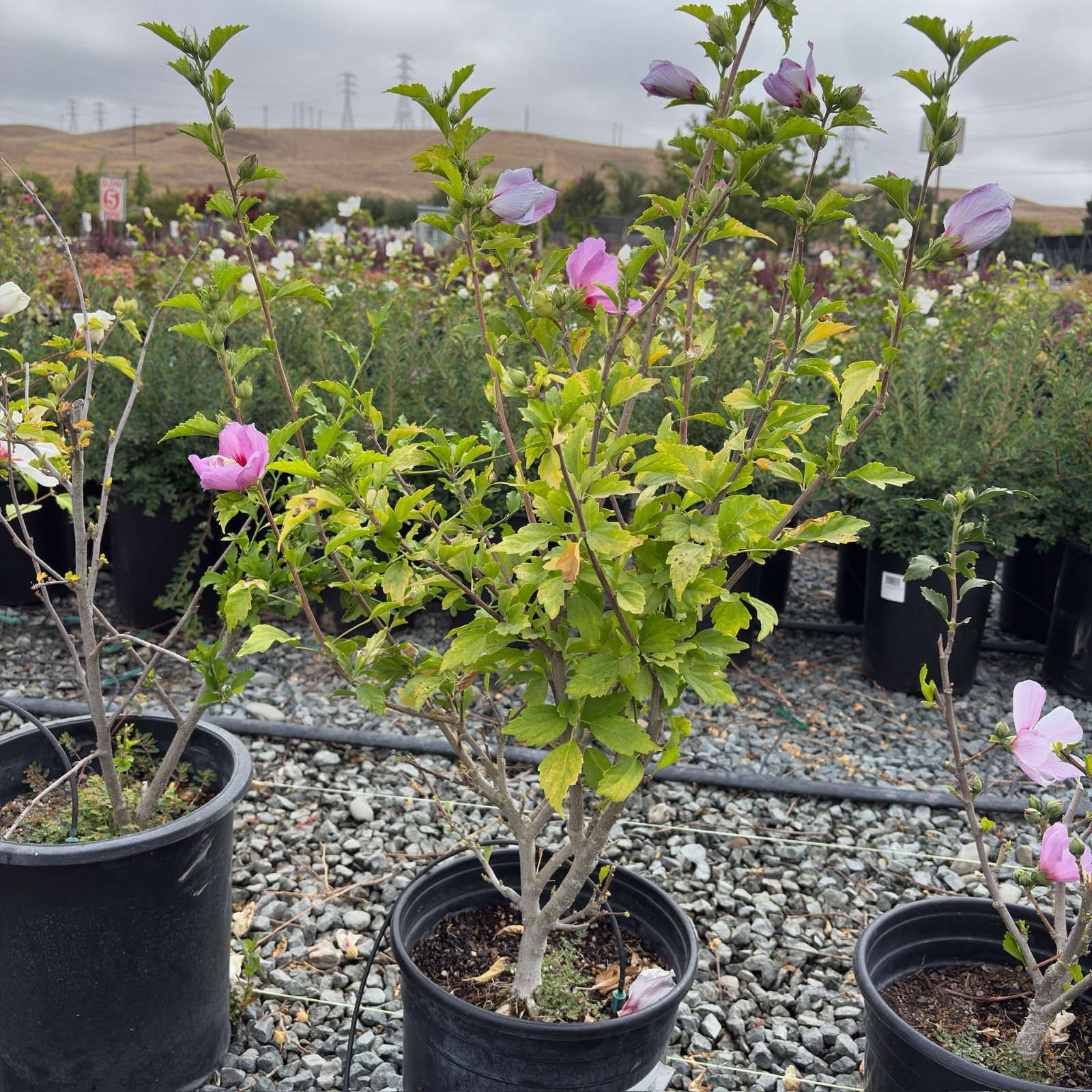 Aphrodite Hibiscus Rose of Sharon