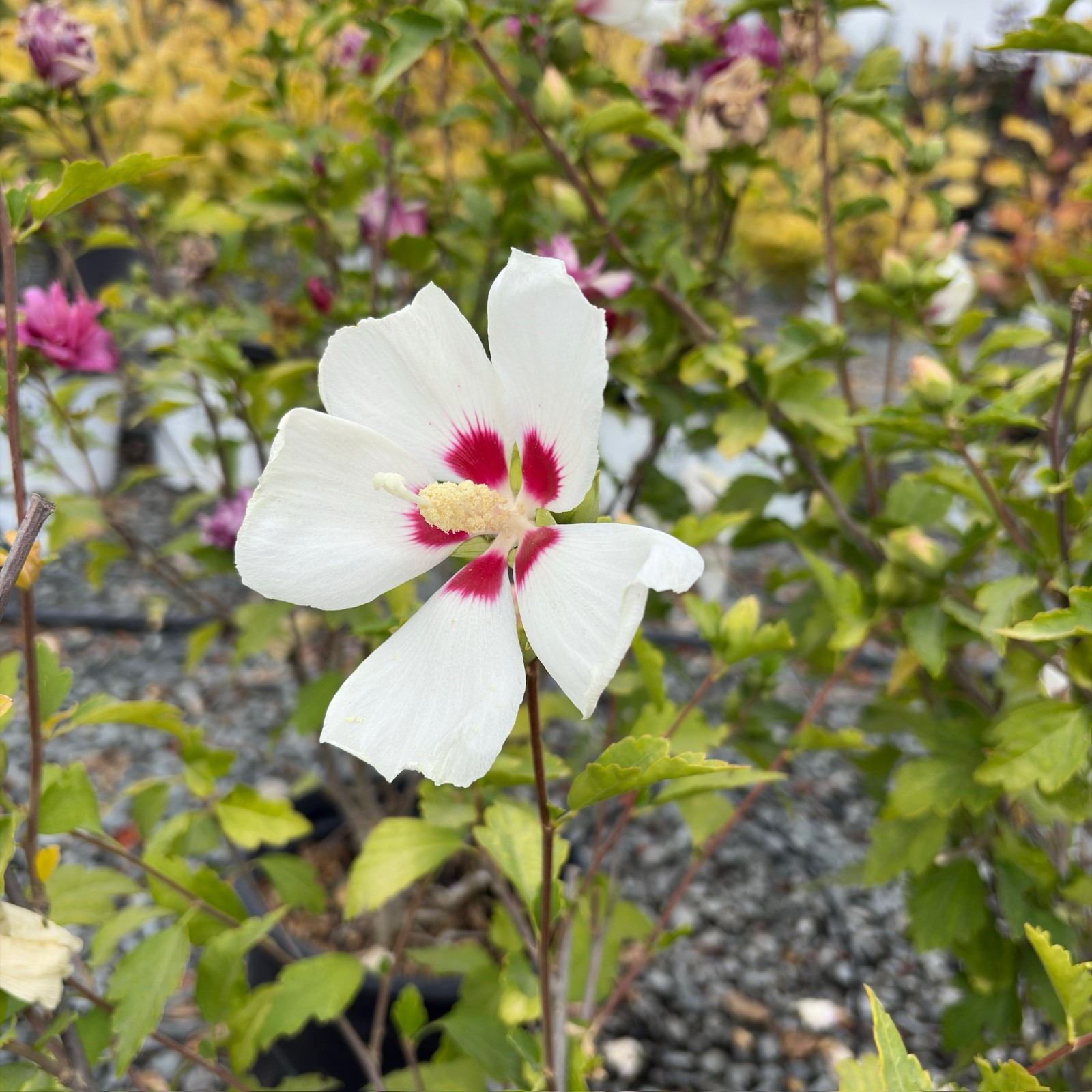 Red Heart Rose of Sharon