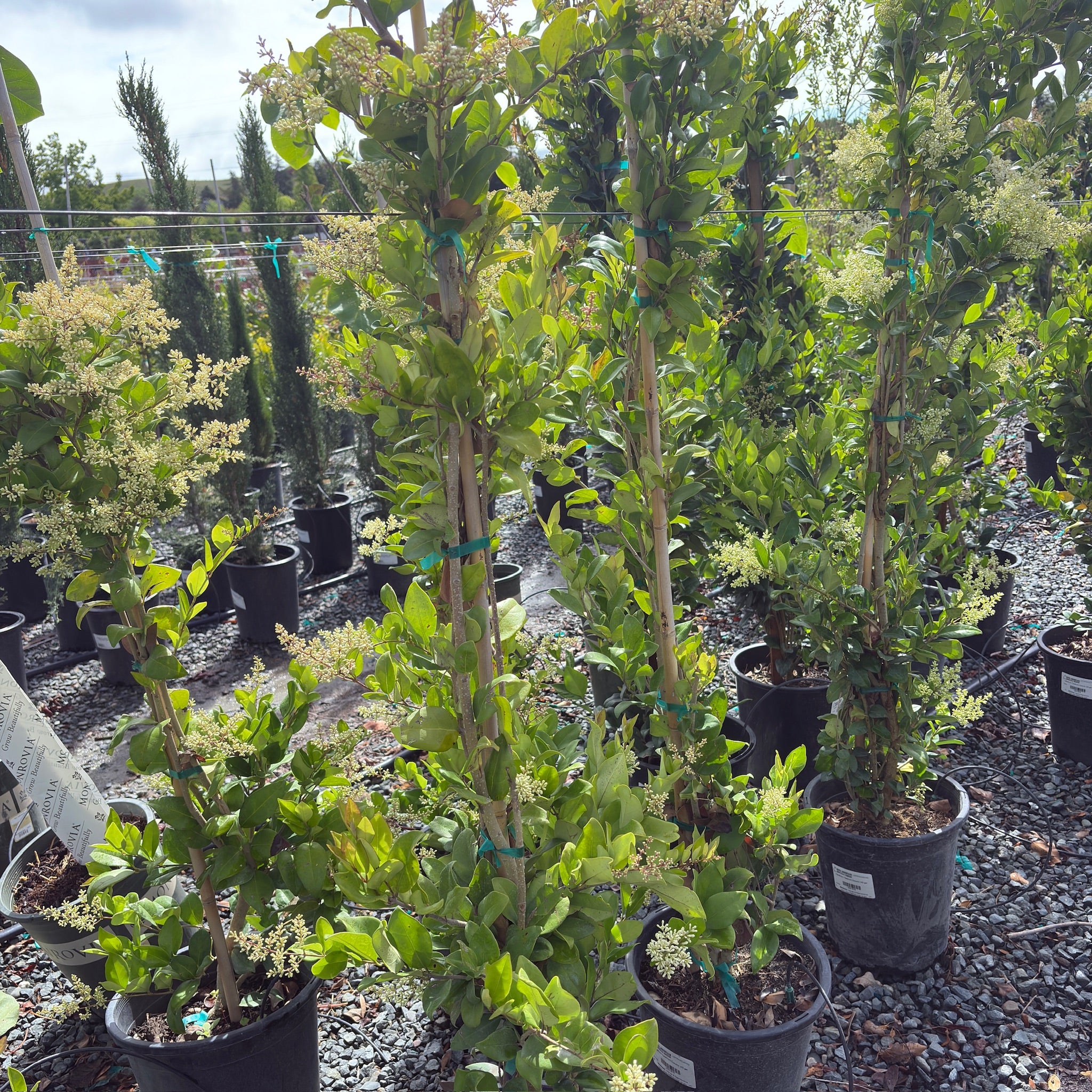 Waxleaf Privet