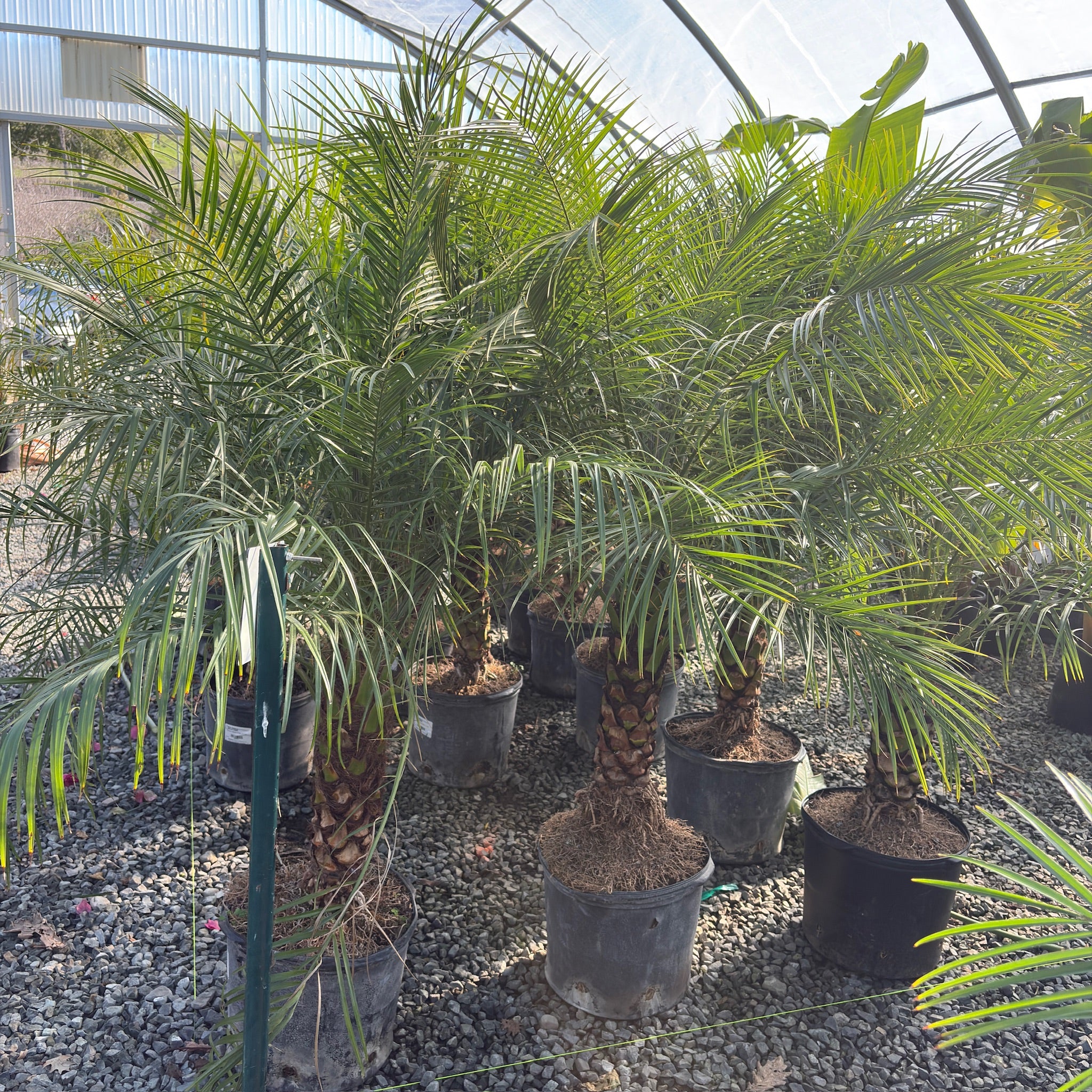 Pygmy Date Palm | Compact Feathery Indoor Palm – Victory Nursery