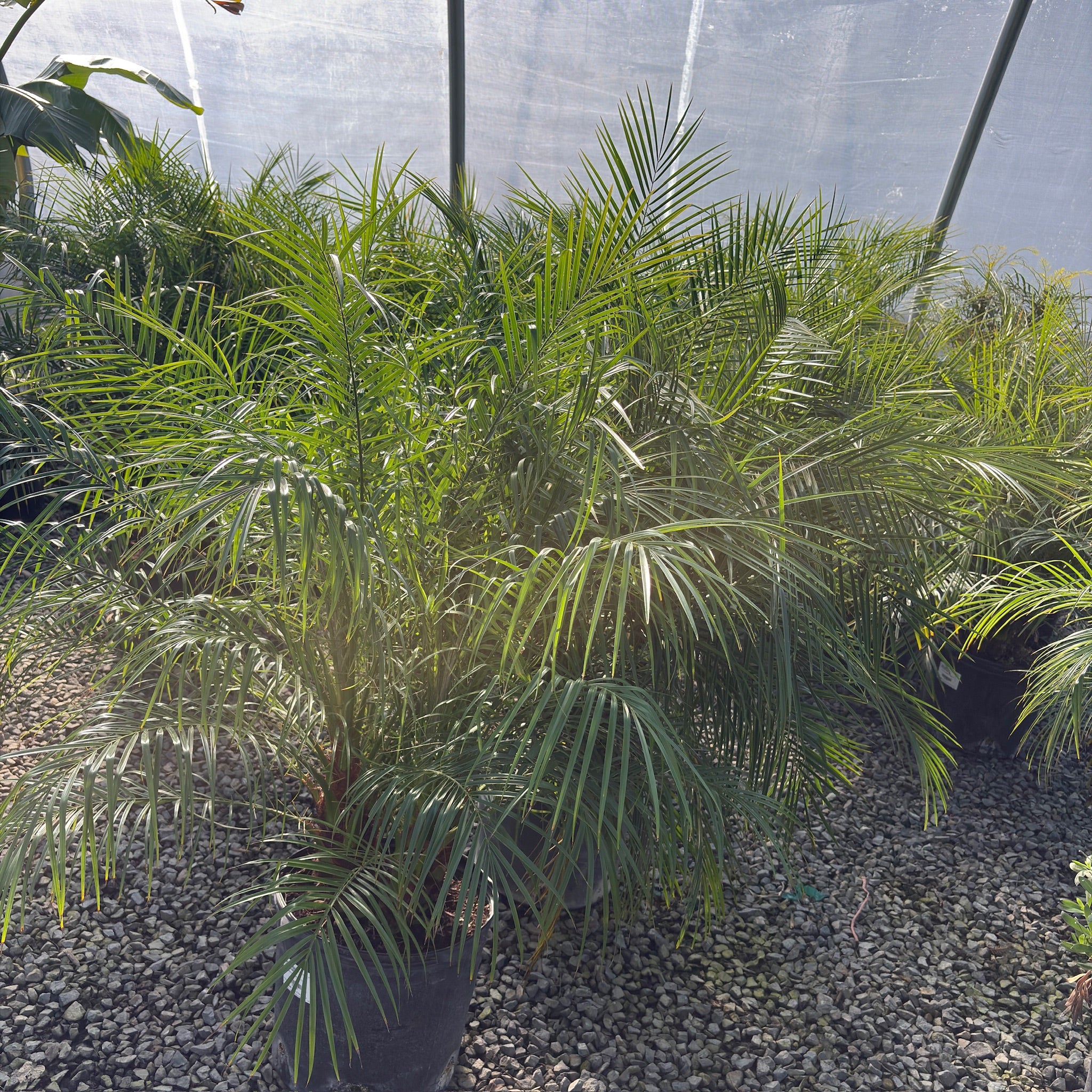 Pygmy Date Palm