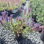 Blue Hill Meadow Sage