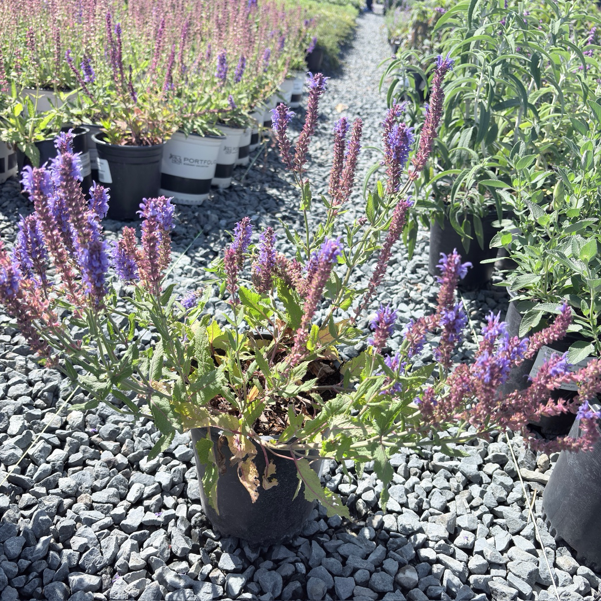 Blue Hill Meadow Sage