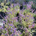 Blue Hill Meadow Sage