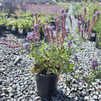 Blue Hill Meadow Sage