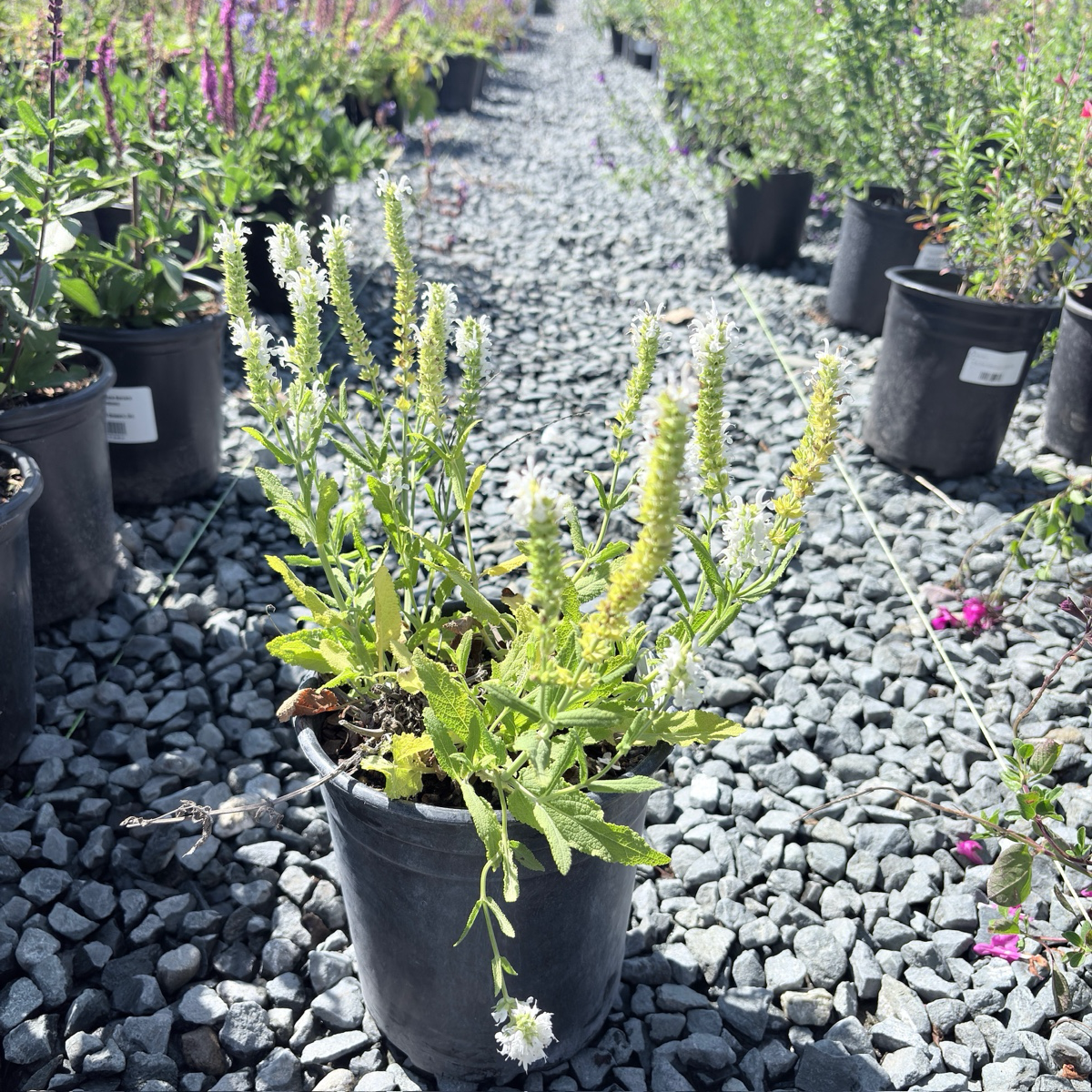 Lyrical White Meadow Sage