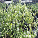 Lyrical White Meadow Sage