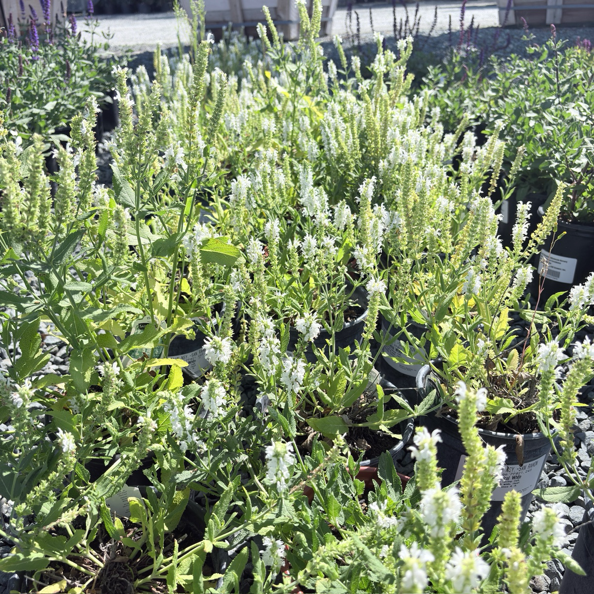 Lyrical White Meadow Sage