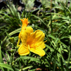 Stella de Oro Daylily