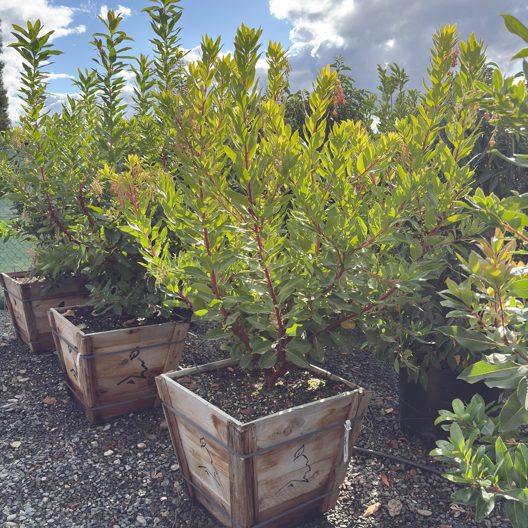 Marina Strawberry Tree