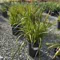 Bush Dawn Kangaroo Paw