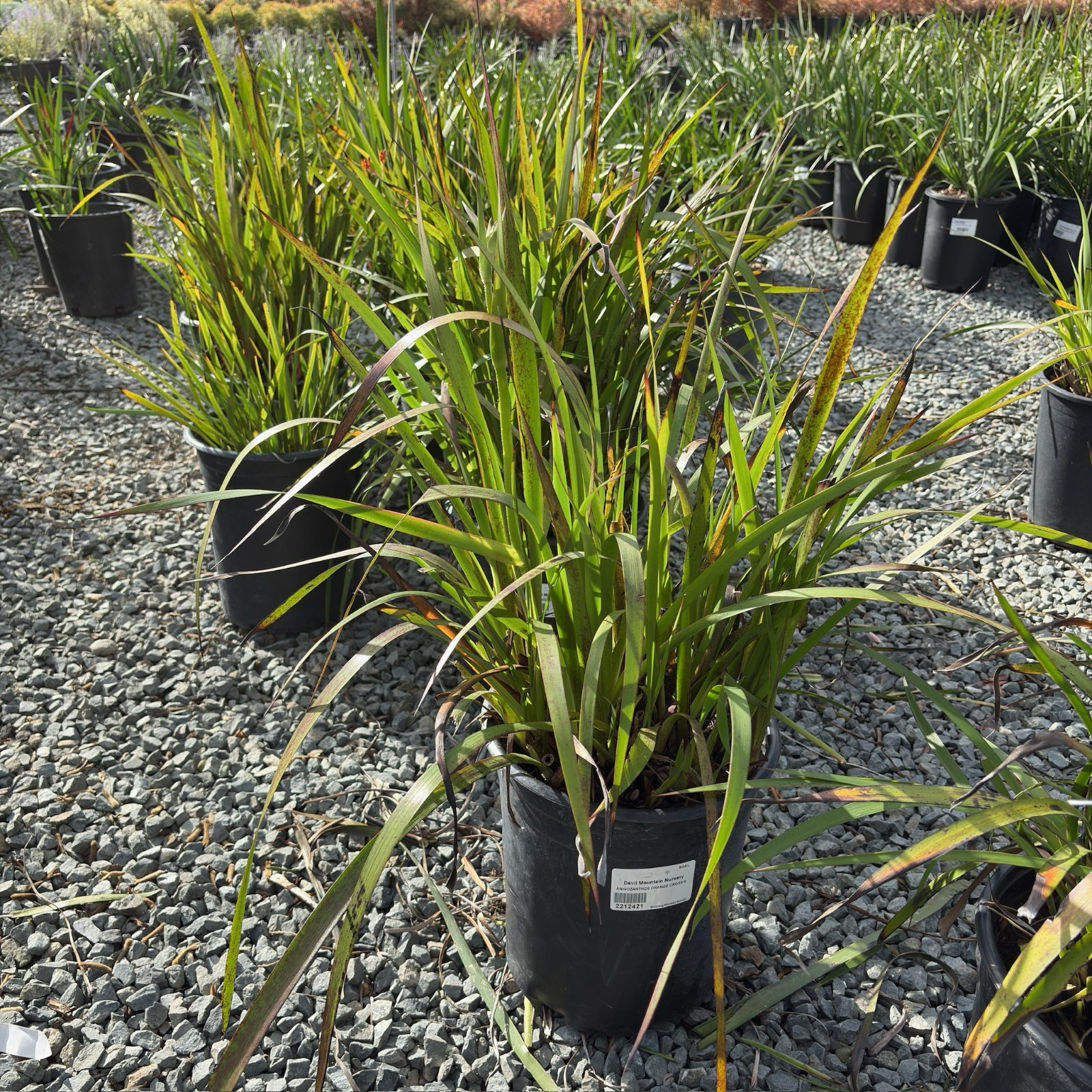 Bush Dawn Kangaroo Paw