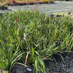 Big Red Kangaroo Paw