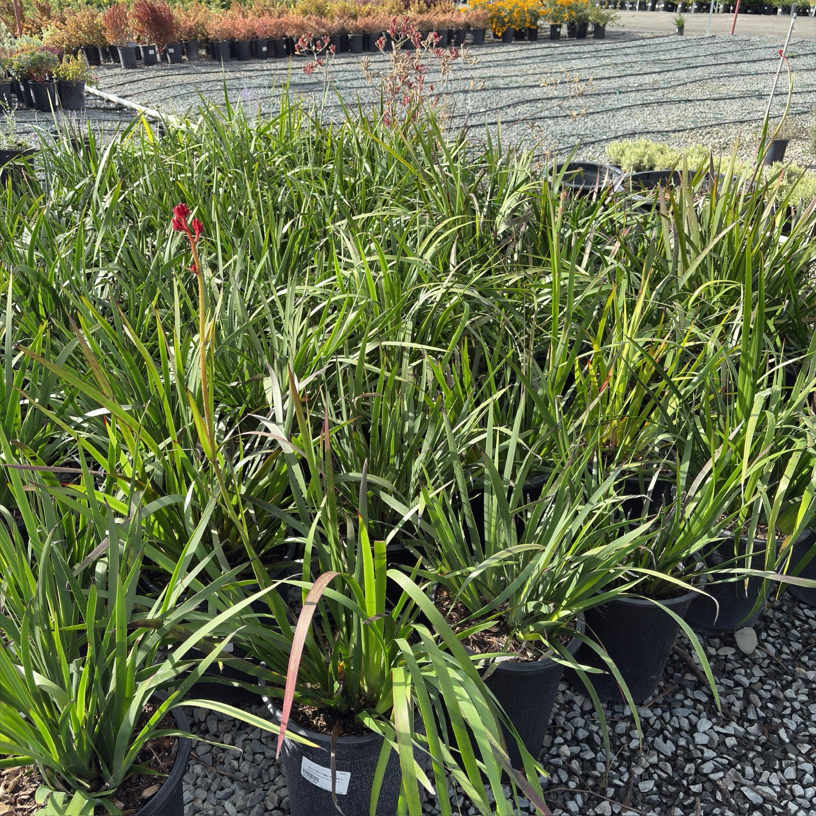Big Red Kangaroo Paw