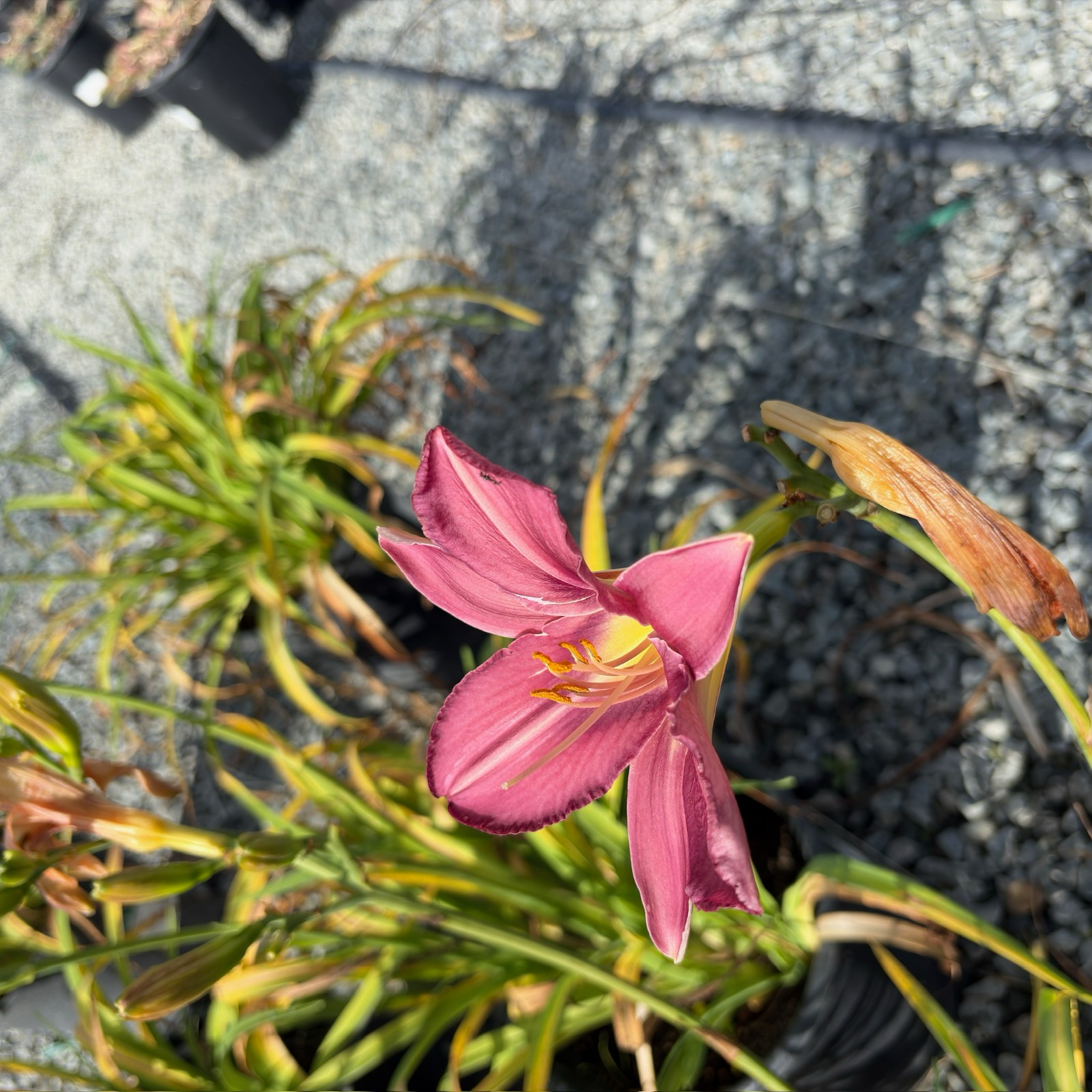 Russian Rhapsody Daylily