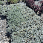 Silver Carpet California Beach Aster