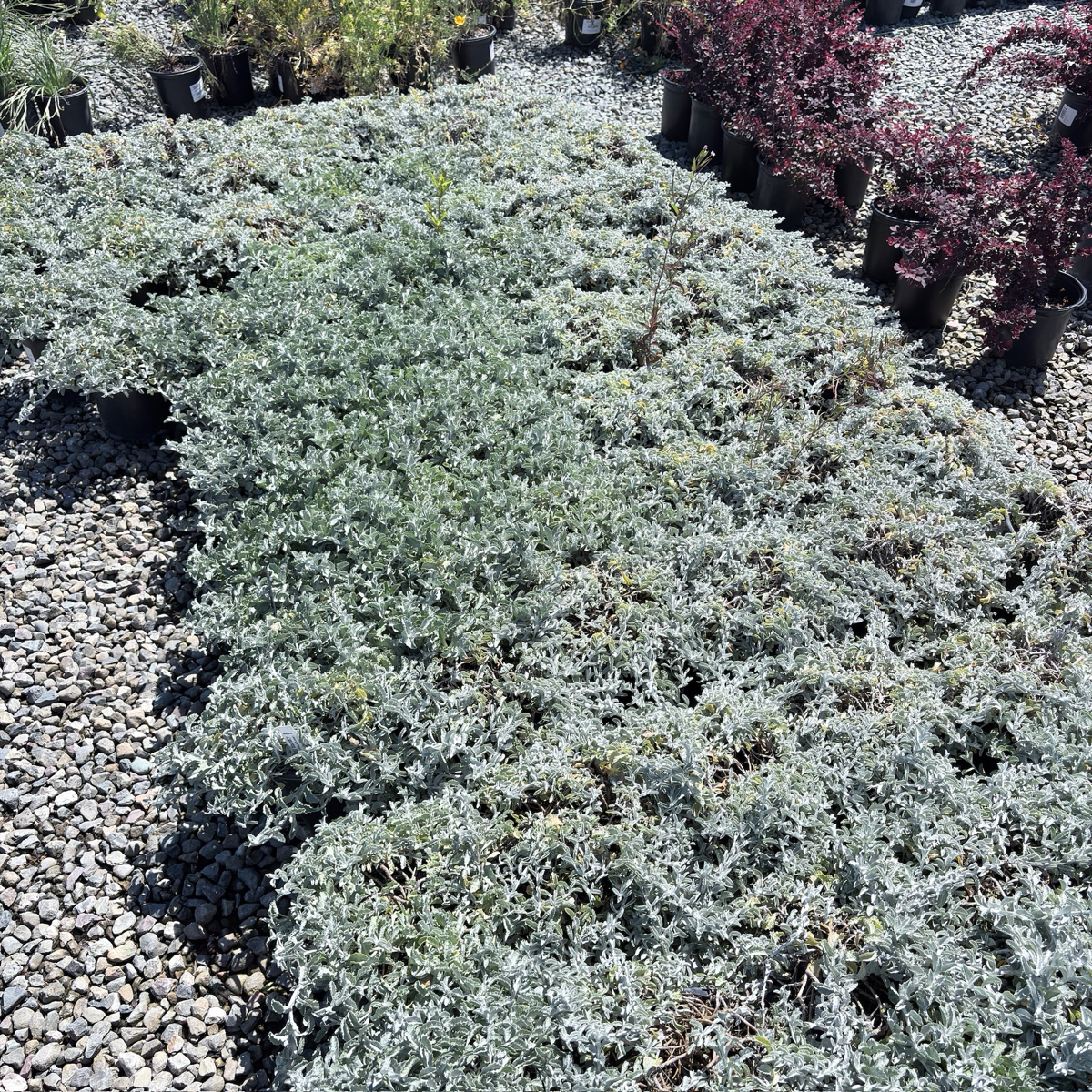 Silver Carpet California Beach Aster