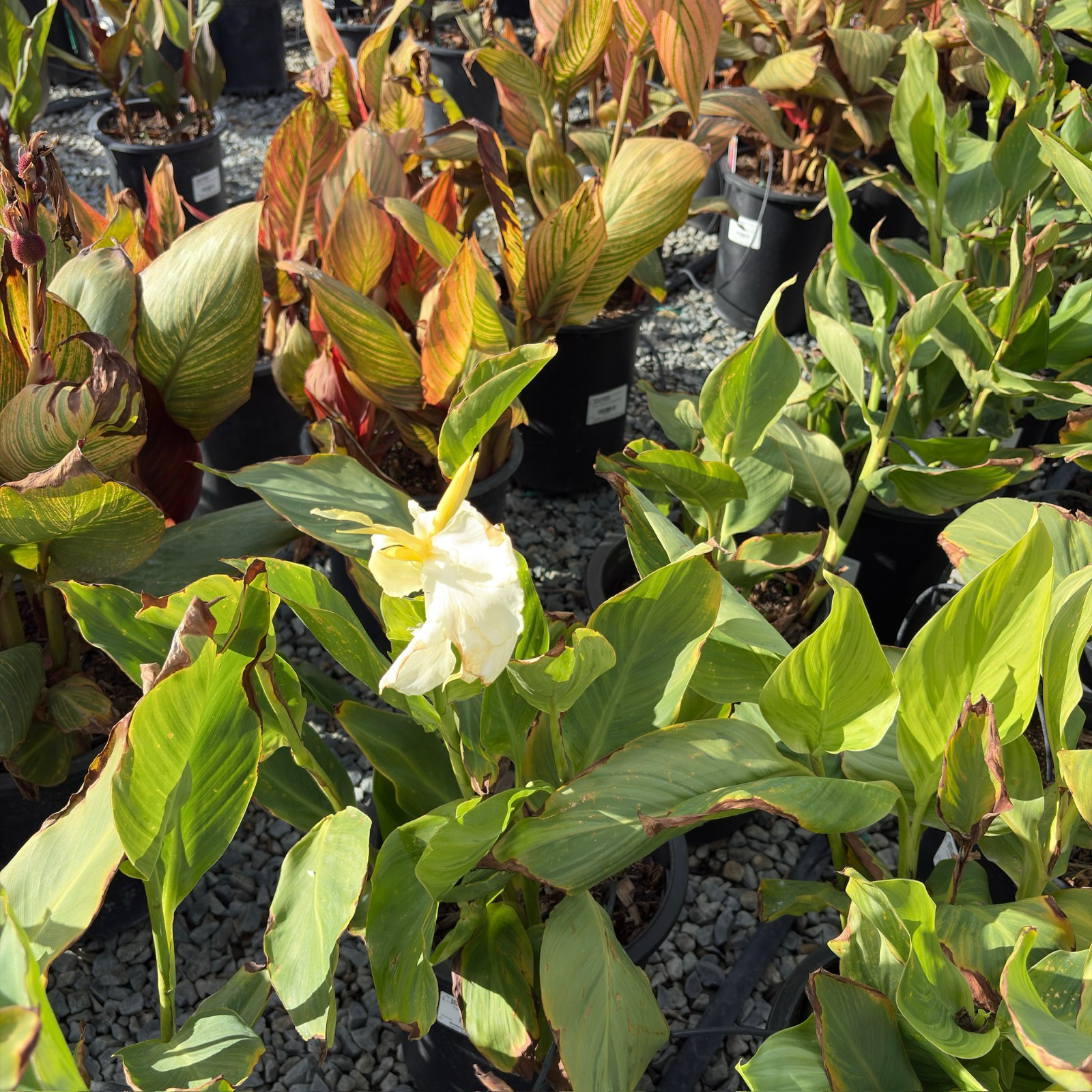 Alaska Canna Lily