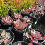 Afterglow Echeveria