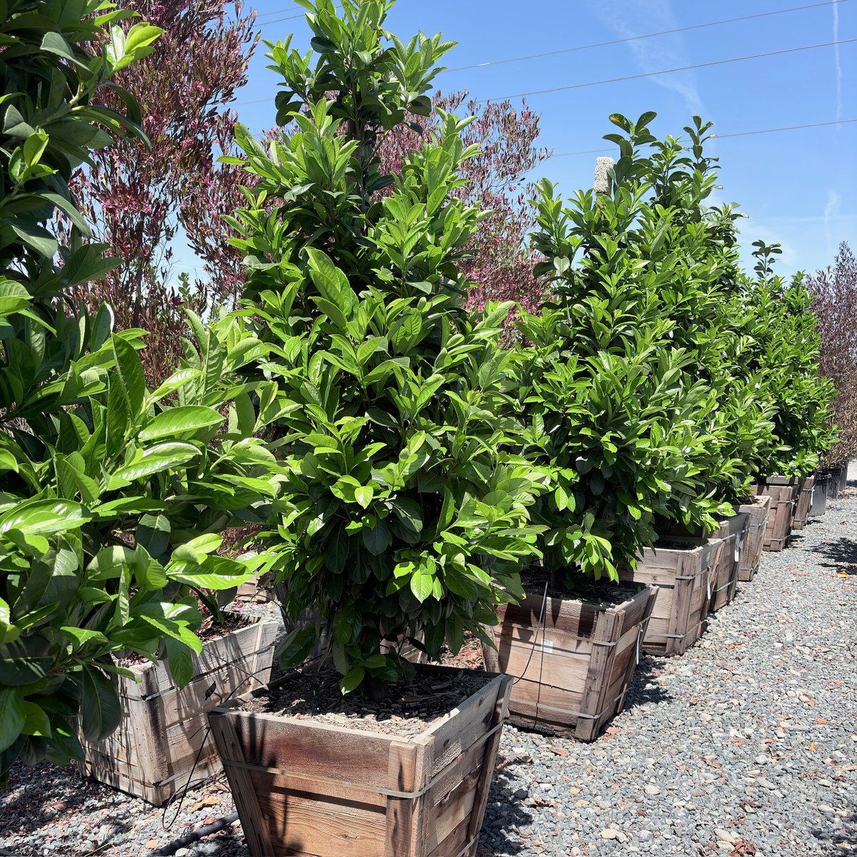 English Laurel