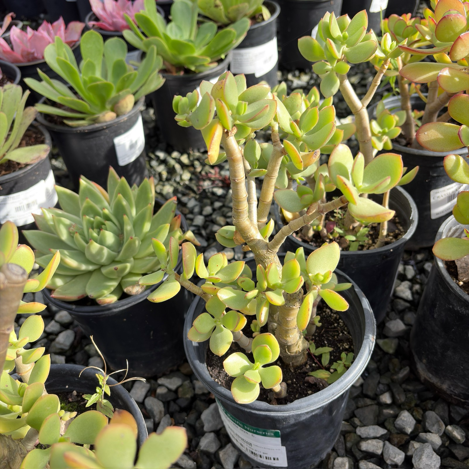 Jade Plant