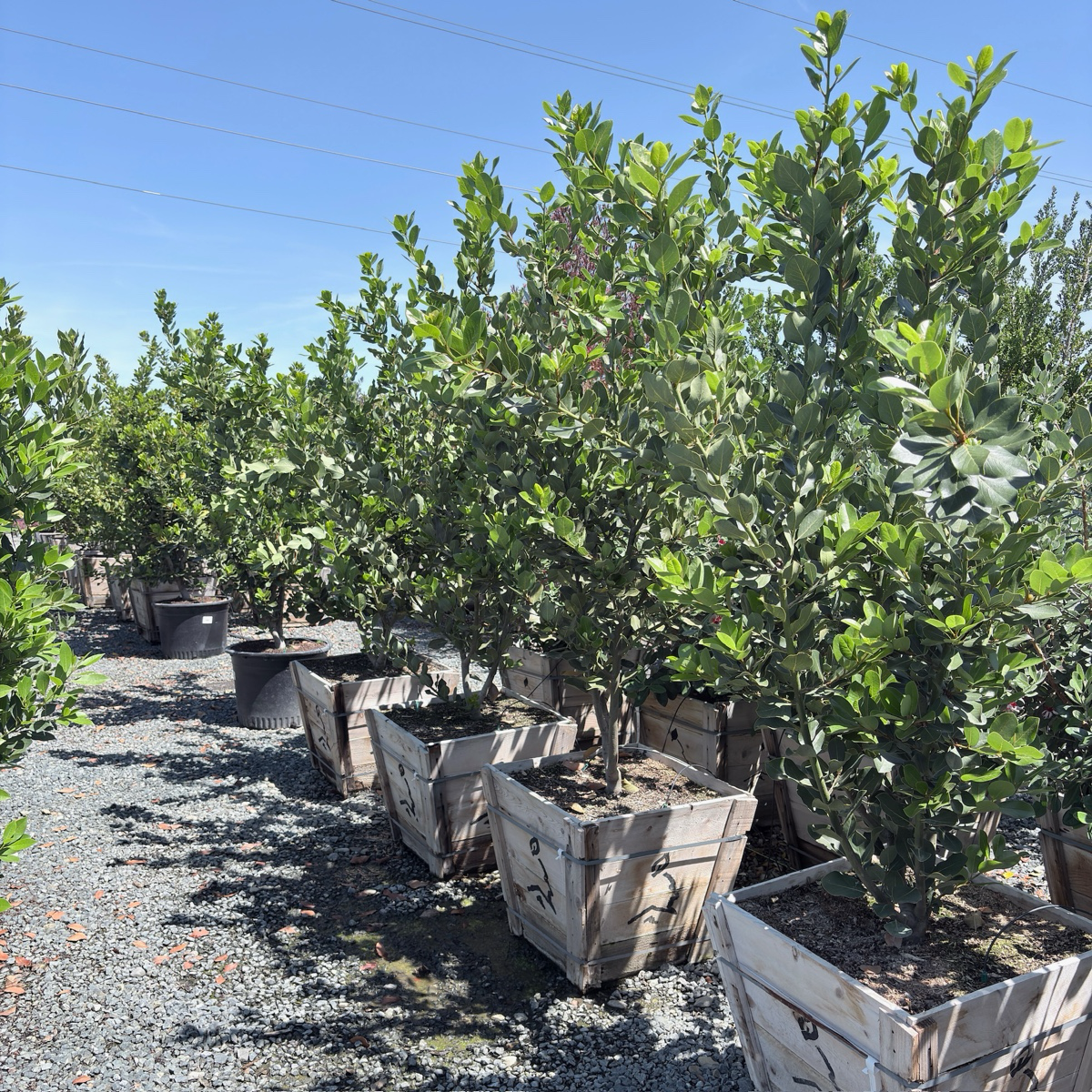 Saratoga Sweet Bay Laurel