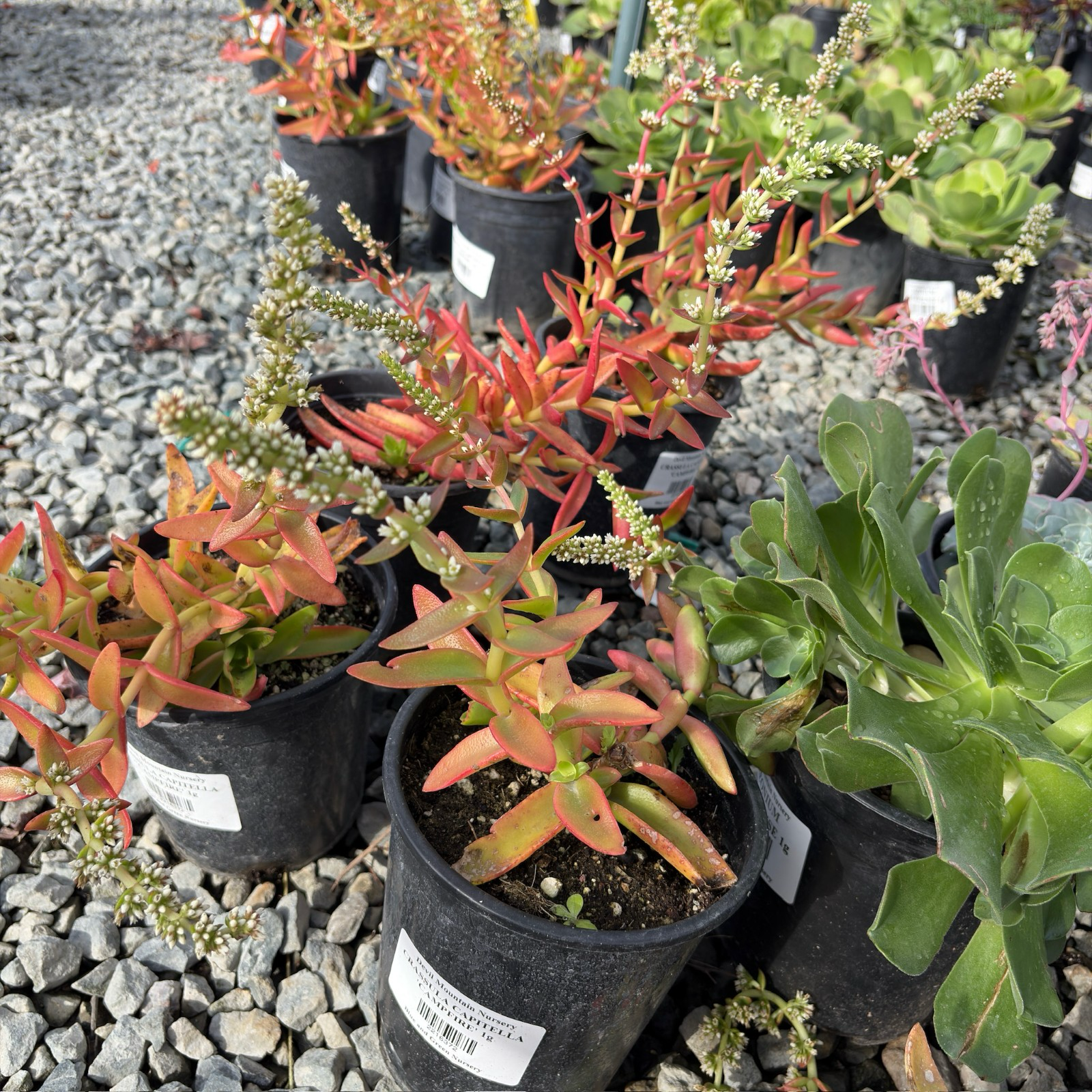 Campfire Crassula
