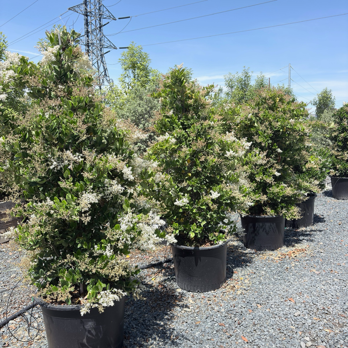 Waxleaf Privet