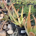 Medicinal Aloe